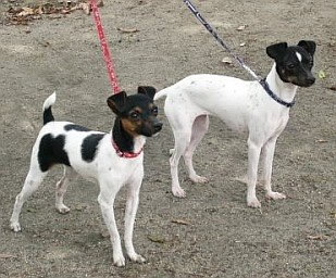 Terrier Japonês