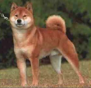 Shiba Inú.