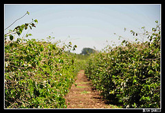 Cafezal da Fazenda Tozan