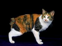 Japanese bobtail - tricolor