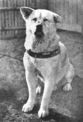 Hachiko em 1924.