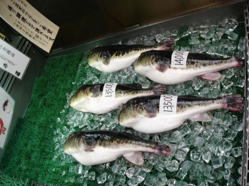 Arquivo:Fugu2.jpg
