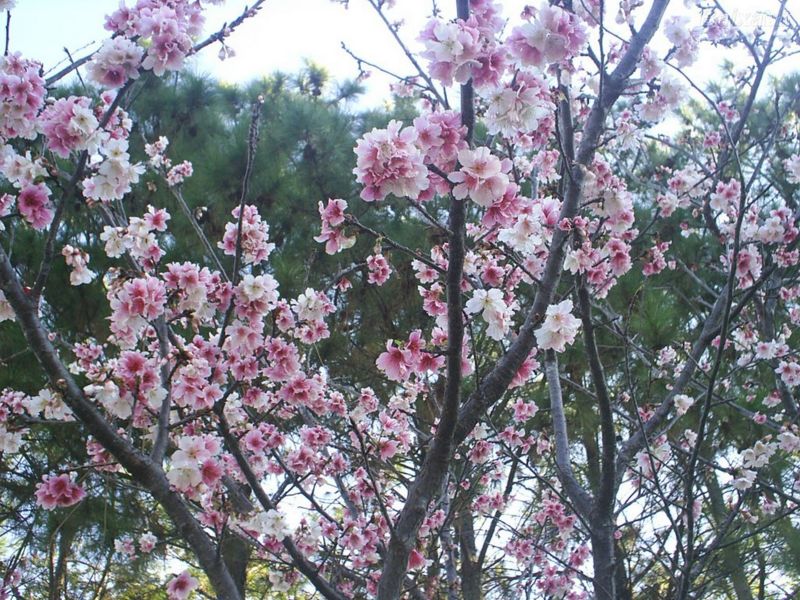 Arquivo:Sakura4.jpg