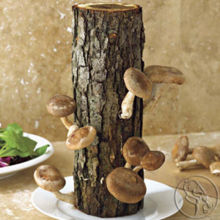 cultivo do shiitake