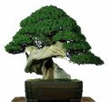 Miniatura da versão das 17h27min de 25 de setembro de 2007