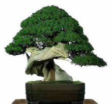 Exemplo de Bonsai